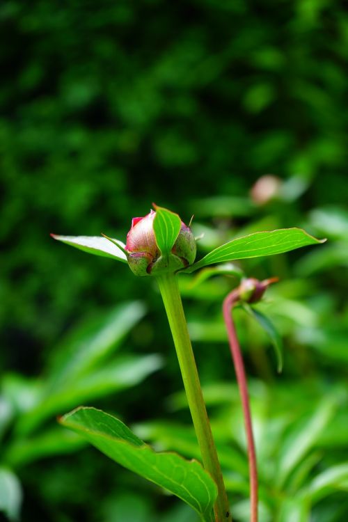 bud peony flora