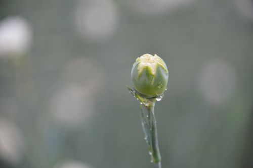 bud dew flower