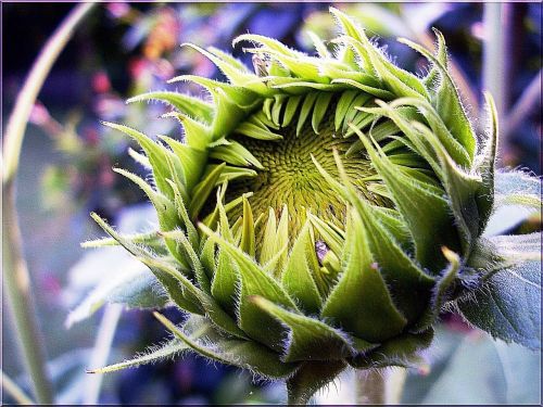 bud sun flower plant