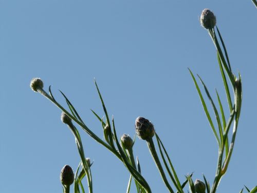 bud cornflower stalk