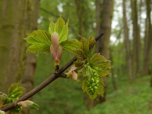 bud fresh green new leaf