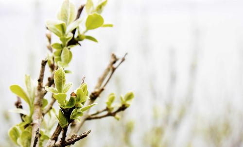 bud nature landscape