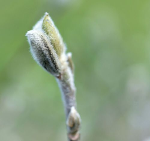 bud willow catkin cold