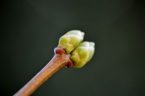 bud plant nature