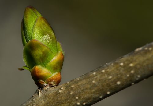 bud branch spring