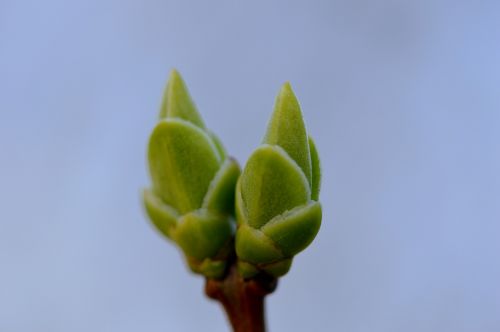 bud blossom bloom