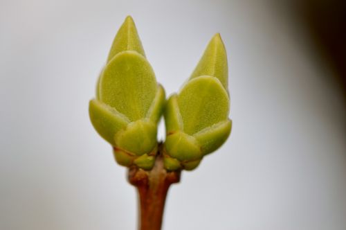 bud blossom bloom