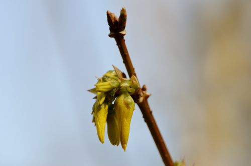 bud blossom bloom