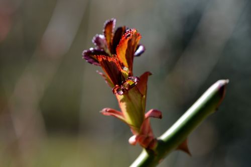 bud blossom bloom