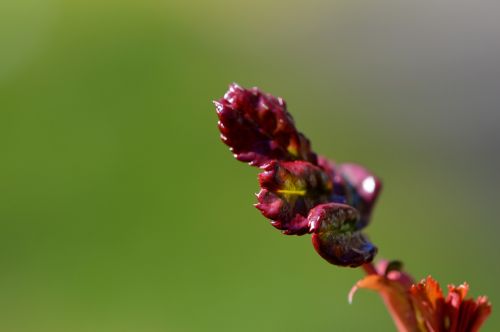 bud blossom bloom