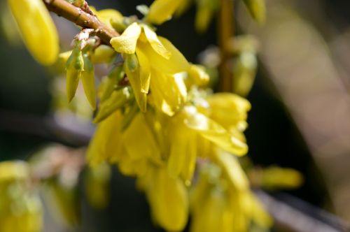 bud blossom bloom