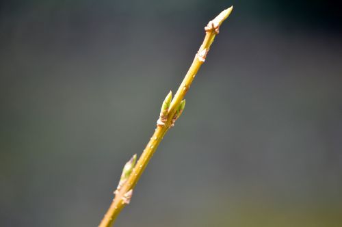 bud blossom bloom