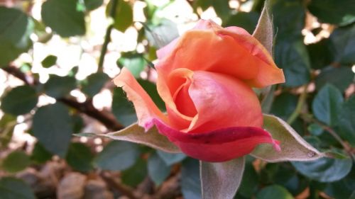 bud rose plant