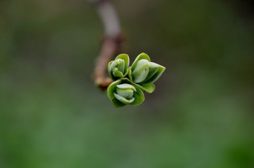 bud plant garden