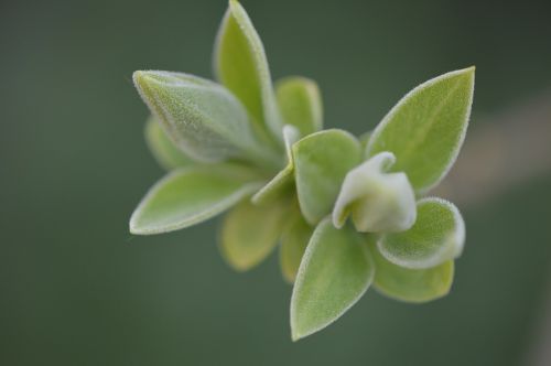 bud plant nature