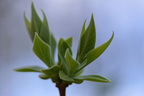 bud plant nature