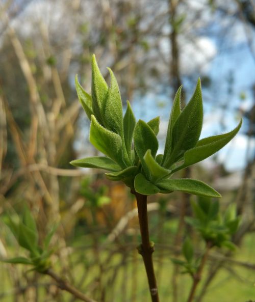 bud plant nature