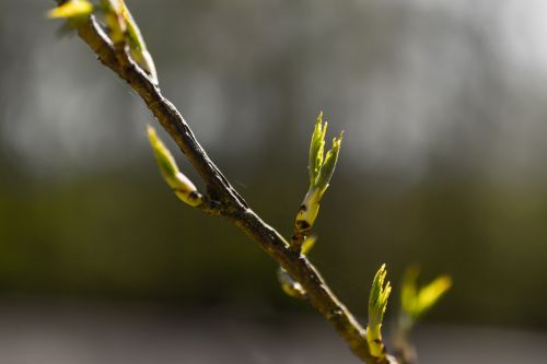 bud branch spring