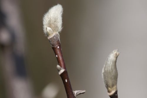 bud willow catkin teen