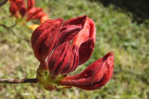 bud red azalea