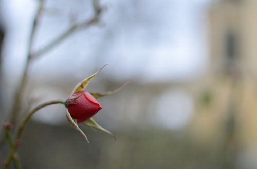 bud rose blossom