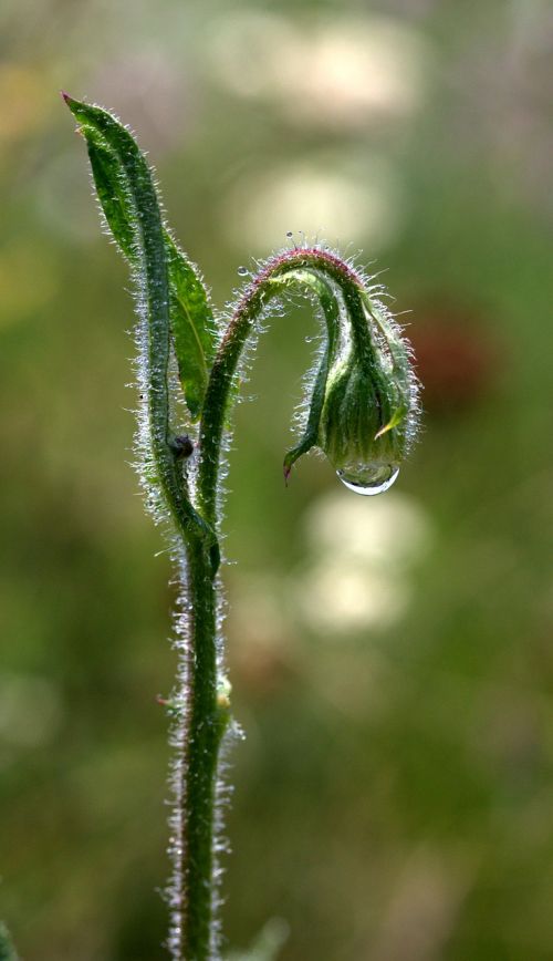 bud of flower green drops