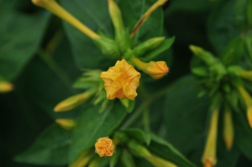 Bud Of Wild Flower