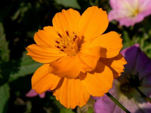 budapest cosmos margaret island