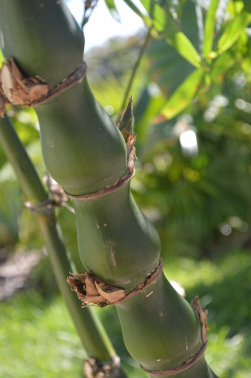 Buddah Belly Bamboo