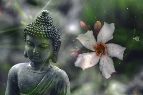 buddha flower buddhism