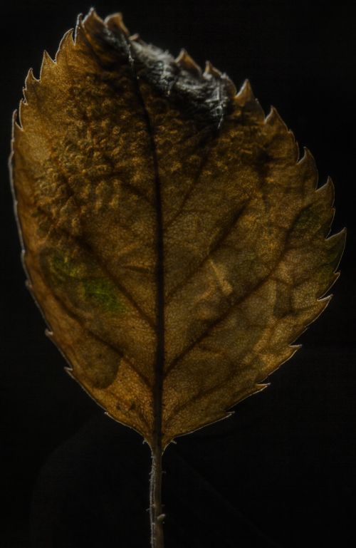 buddha leaf all is one