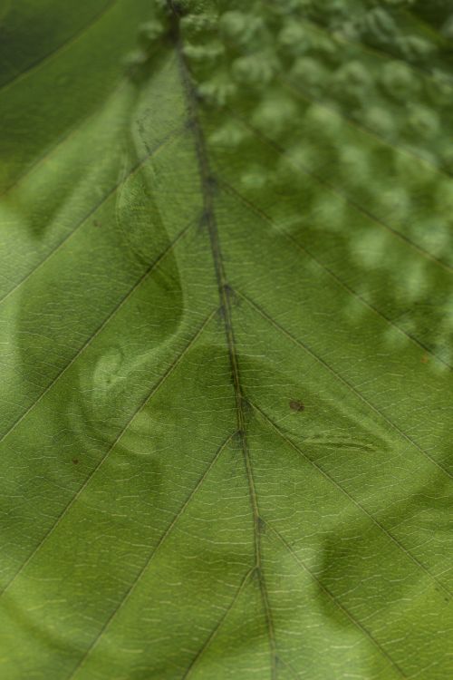buddha leaf green