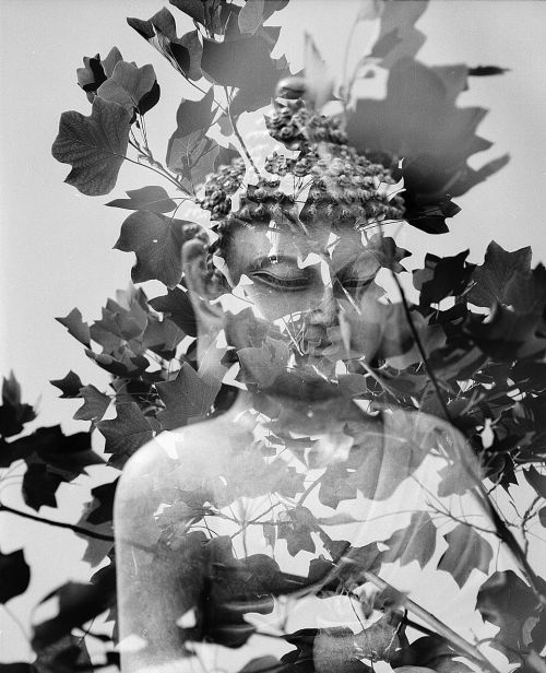 buddha leaf meditation