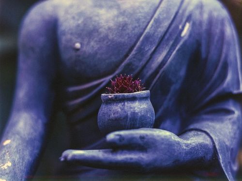 buddha plant religion