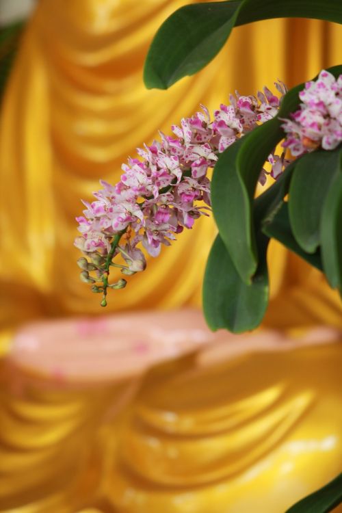 buddha zen orchid