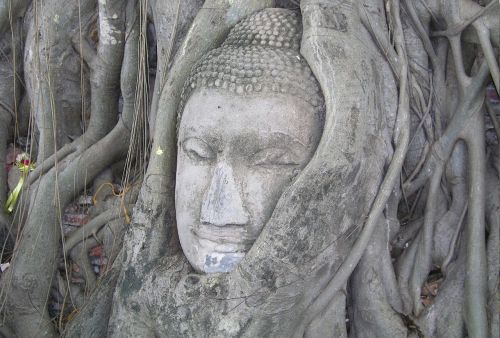buddha mystical tree bangkok travel