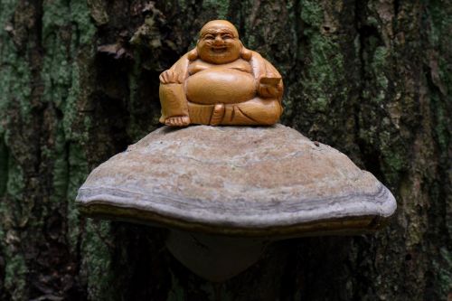 buddha meditation spirituality