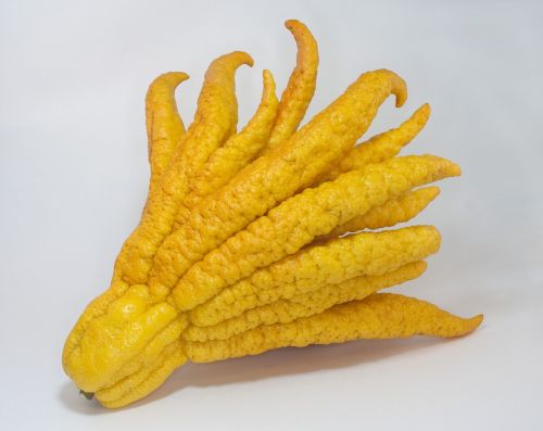 buddha's hand citron citrus