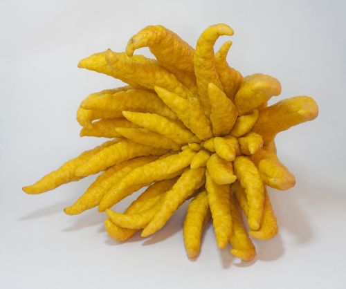 buddha's hand citron citrus