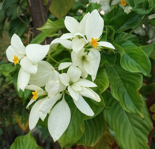 buddha's lamp  mussaenda pubescens  white