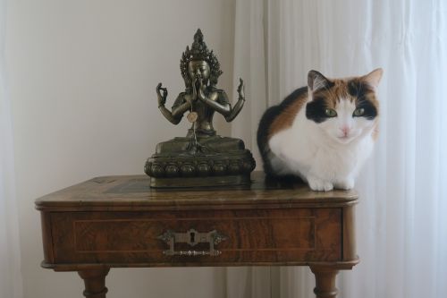 buddhist figure cat meditation