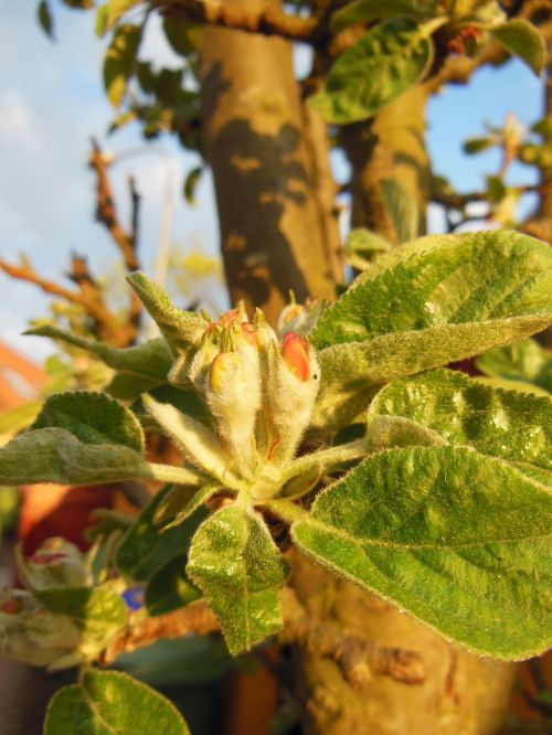 budding apple buds hairy leaves