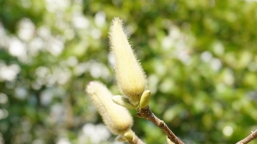 budding flowers  green  natural