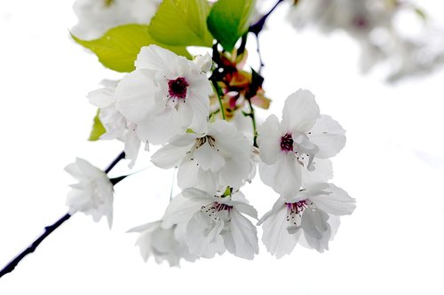 budding spring  cherry blossom  spring
