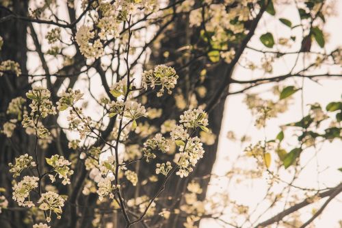 budding tree floral tree white floral