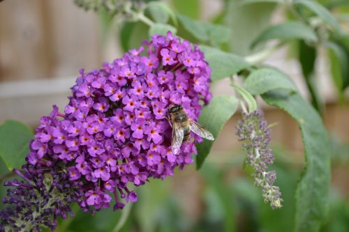 buddlehia buddleja purple