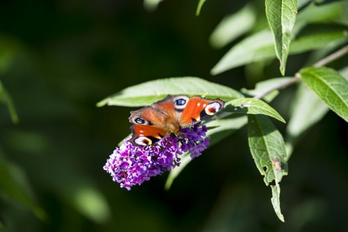 buddleja davidii summer lilac butterfly