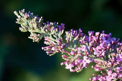 buddleja davidii butterfly bush lilac