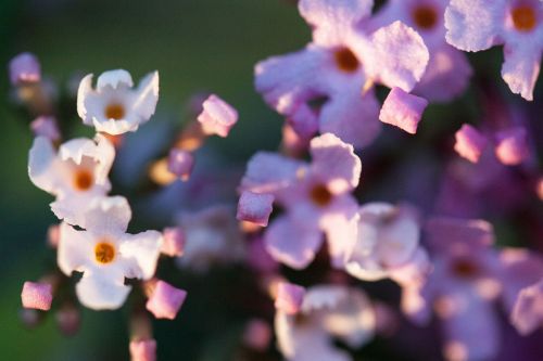 buddleja davidii butterfly bush lilac
