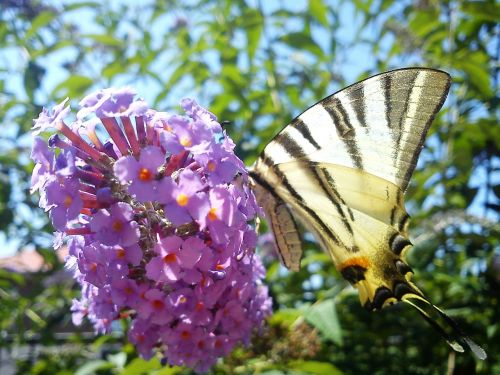 buddleja davidii flower butterfly